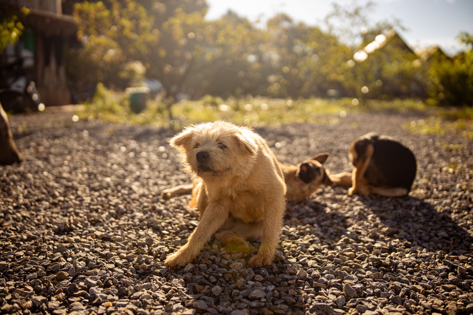 A puppy scratching itself outdoors, the flea itch that often comes before tapeworm